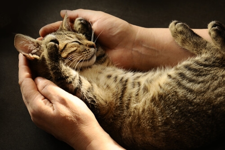 person holding tiny tabby cat in their hands